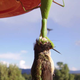 Praying mantises often capture birds at hummingbird feeders in house gardens. In this photo, a mantis is eating a Black-chinned hummingbird. (Image: Tom Vaughan)